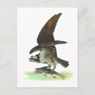 Postal Cartão Postal: Osprey - John Audubon