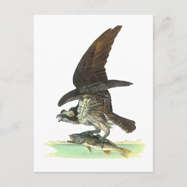 Postal Cartão postal: Osprey - John Audubon (Frente)