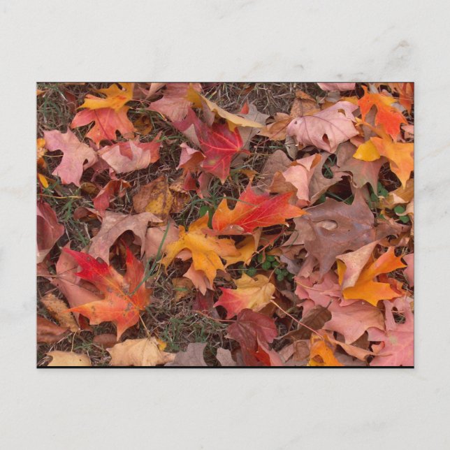 Postal Cartão postal/outono (Frente)
