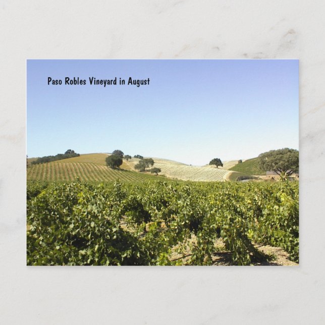 Postal Cartão Postal: Paso Robles Vineyard em agosto (Frente)