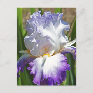Postal cartão postal, "RÚPLE & BRANCA IRIS COM TOQUE DE