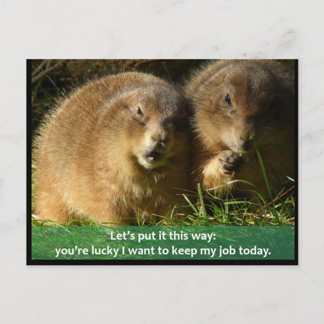 Postal Cartão Postal: Snarky Prairie Dogs (Frente)