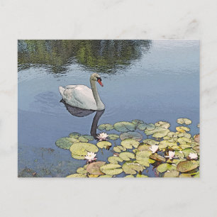 Postal cartão postal, "SWAN GLIDING ENTRE LILY PADS"