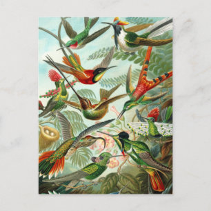 Postal Cartão Postal:  Trochilidae ("Hummingbird") por H