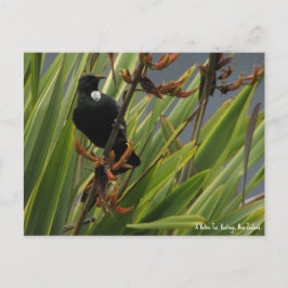 Postal Cartão postal, Tui Nativo, Baía de Hawkes, Nova Ze