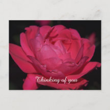 Cartão postal. Uma rosa com qualquer outro nome