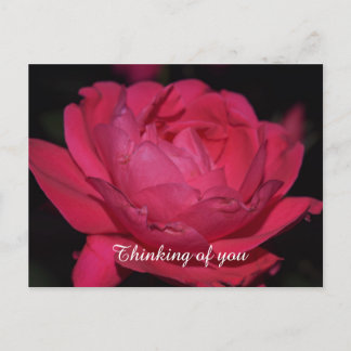 Postal Cartão postal. Uma rosa com qualquer outro nome