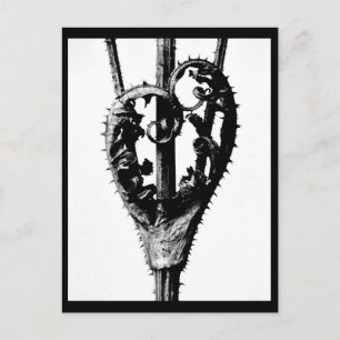 Postal Cartão postal-Vintage Fotografia-Karl Blossfeldt