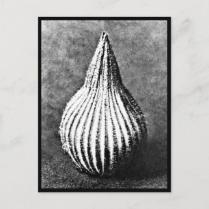 Postal Cartão postal-Vintage Fotografia-Karl Blossfeldt