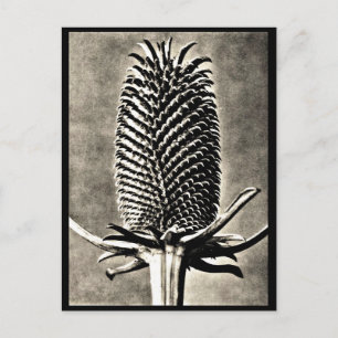 Postal Cartão postal-Vintage Fotografia-Karl Blossfeldt 1