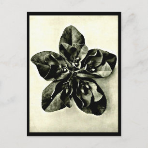 Postal Cartão postal-Vintage Fotografia-Karl Blossfeldt 4