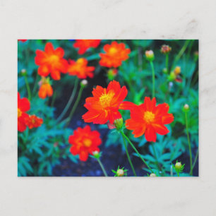 Postal Cartão poste de flores vibrantes