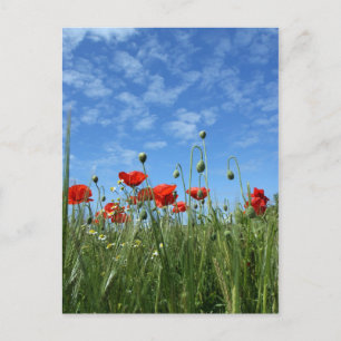 Postal Cartão Posto de Campo Poppy