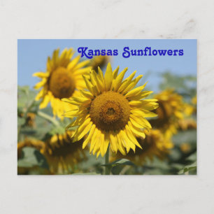 Postal CARTÃO POSTO Kansas Sunflower