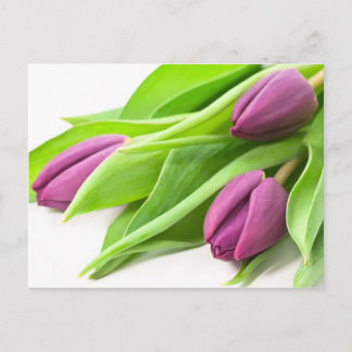Postal Cartão roxo das tulipas