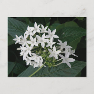 Postal Cartão tropical branco bonito das flores