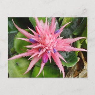 Postal Cartão tropical da beleza