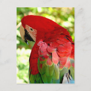 Postal Cartão vermelho 2 do papagaio do Macaw