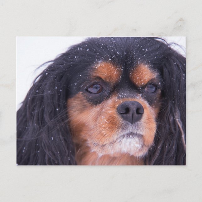Postal Cavalier King Charles Com Flocos de Neve Cartão Po (Frente)