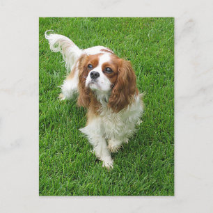 Postal Cavalier King Charles Spaniel Puppy Dog Cartão de