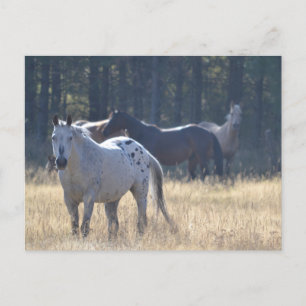 Postal cavalo com cartão poste appaloosa