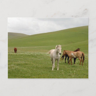 Postal Cavalos no cartão do pasto