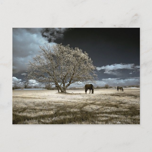 Postal Cavalos que pastam o cartão (Frente)
