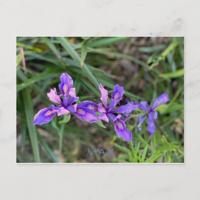 POSTAL CELEBRAÇÃO DA COR DA CALIFÓRNIA: MAIO CARTÃO POSTA (Frente)