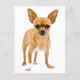 Postal Chihuahua Puppy Vazio Cachorro Saudação Cartão Pos