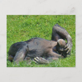 Postal Chimpanzé de relaxamento - cartão