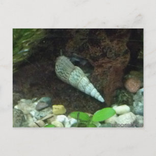 Postal Cinza e Cartão Poste de Caracol Branco