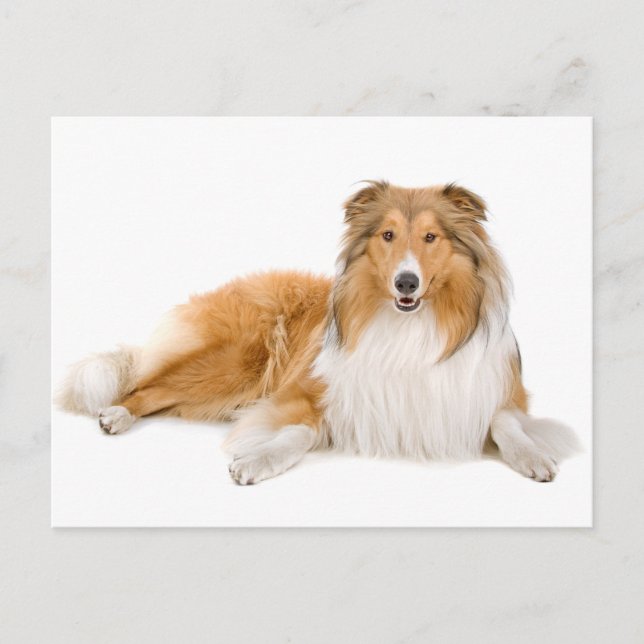 Postal Collie Puppy Dog - Cartão de Posto (Frente)