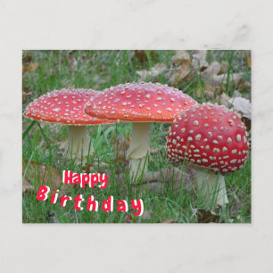 Postal Coloridos Fly Amanitas Cartão de Aniversário