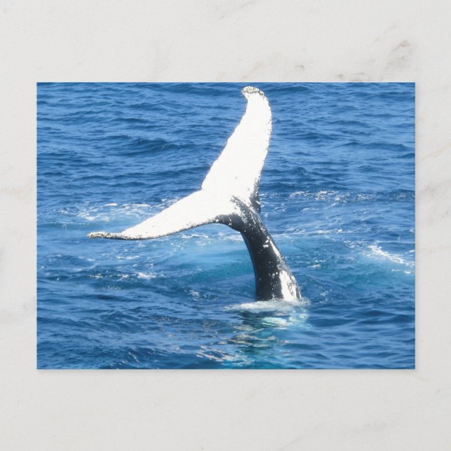 Postal Crie seu próprio Cartão de Saudação de Foto (Frente)