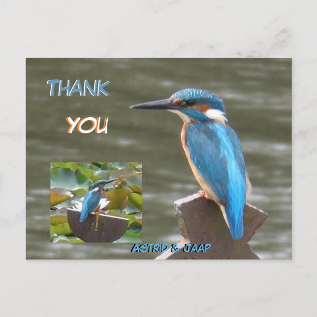 Postal Cute Kingfishers Cust. Cartão de Agradecimento (Frente)