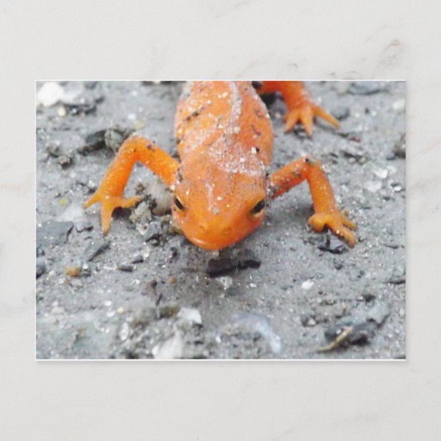 Postal Da salamandra cartão próximo acima (Frente)