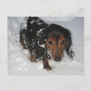 Postal Dachshund no Cartão de Neve