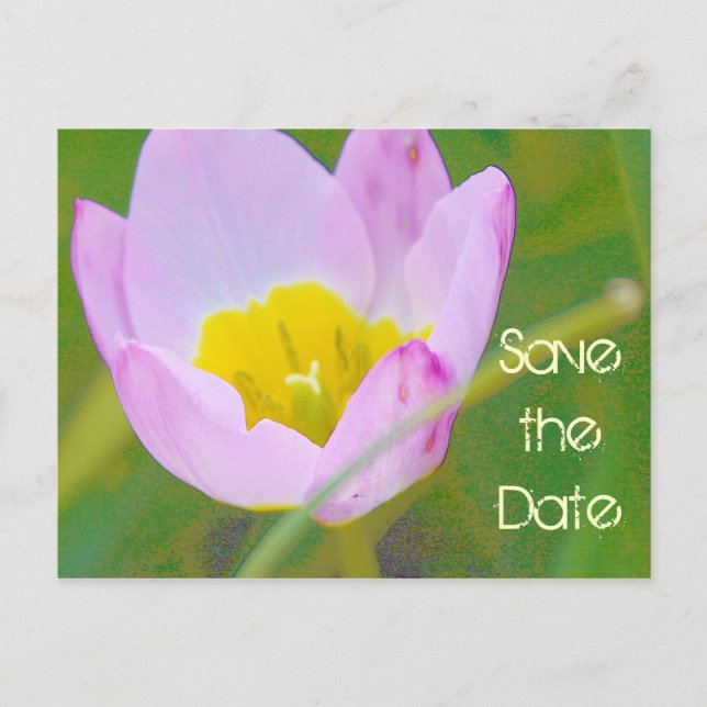 Postal De Anúncio cartão em branco para salvar a data do tulipa (Frente)