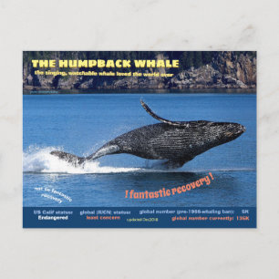 Postal De Festividades A Baleia Humpback ameaçou o cartão postal,