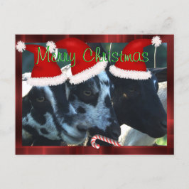 Postal De Festividades A cabra caçoa o cartão 2 do Natal - pode