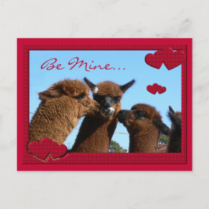 Postal De Festividades Cartão bonito do dia dos namorados da alpaca
