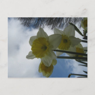 Postal De Festividades Cartão dos Daffodils do primavera