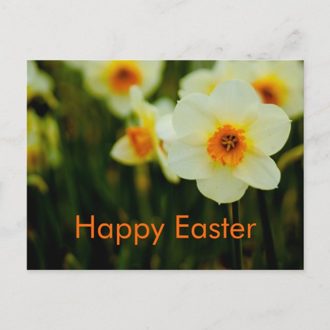 Postal De Festividades Daffodils  • Cartão da páscoa (Frente)