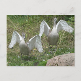 Postal De Festividades Dois Cisnes Jovens com Asas Espalhadas Cartão Post