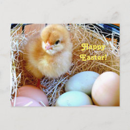 Postal De Festividades Pintinho da páscoa no cartão da cesta