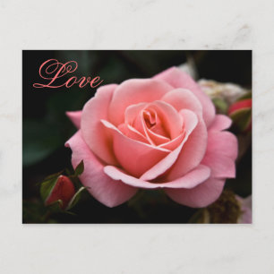 Postal De Festividades Rosa do rosa • Cartão do dia dos namorados