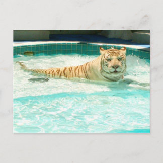 Postal De Festividades Tigre branco no piscina-Ano do cartão do tigre