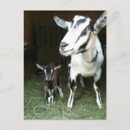Postal Doeling novo com o cartão da cabra da mamã