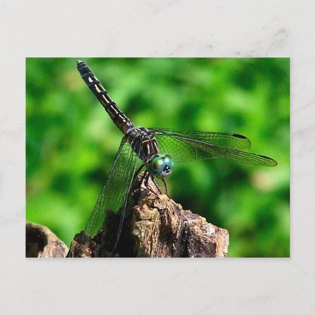 Postal Dragonfly Macro Nature Cartão (Frente)