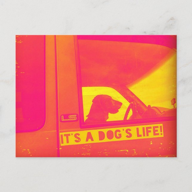 Postal É um Cartão Poste de Vida de Cão (Frente)